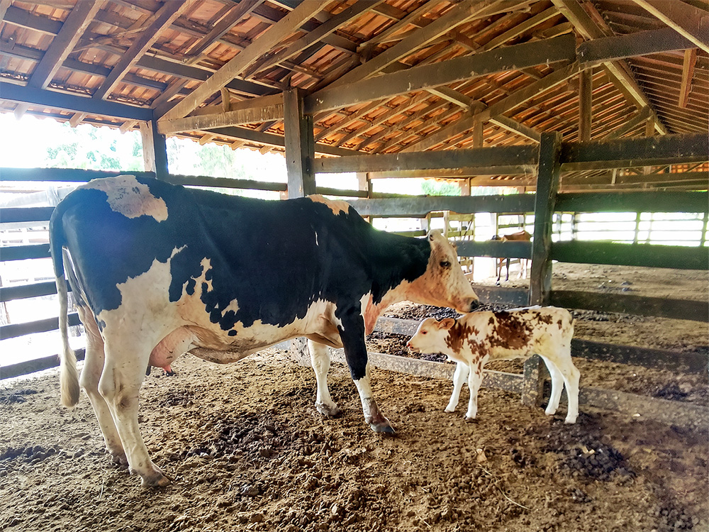 Programa de Inseminação Artificial Bovina: PMGG