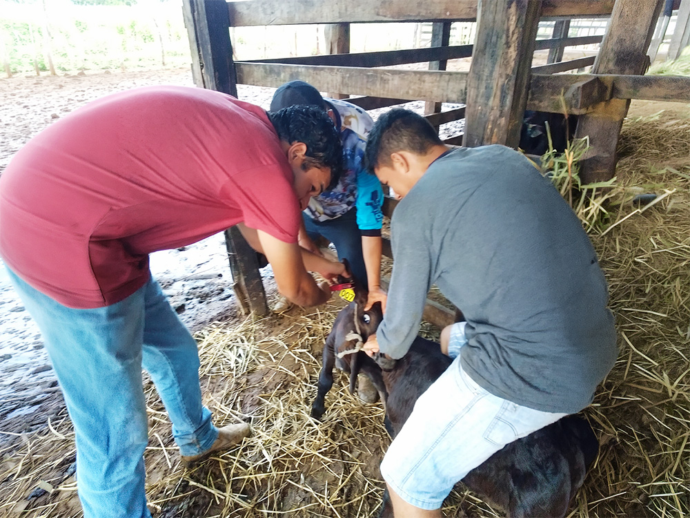 Programa de Inseminação Artificial Bovina: PROCRIAR